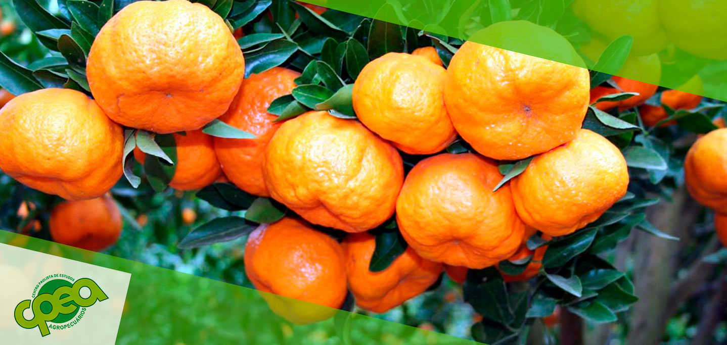 Guia Completo de Poda de Tangerineiras