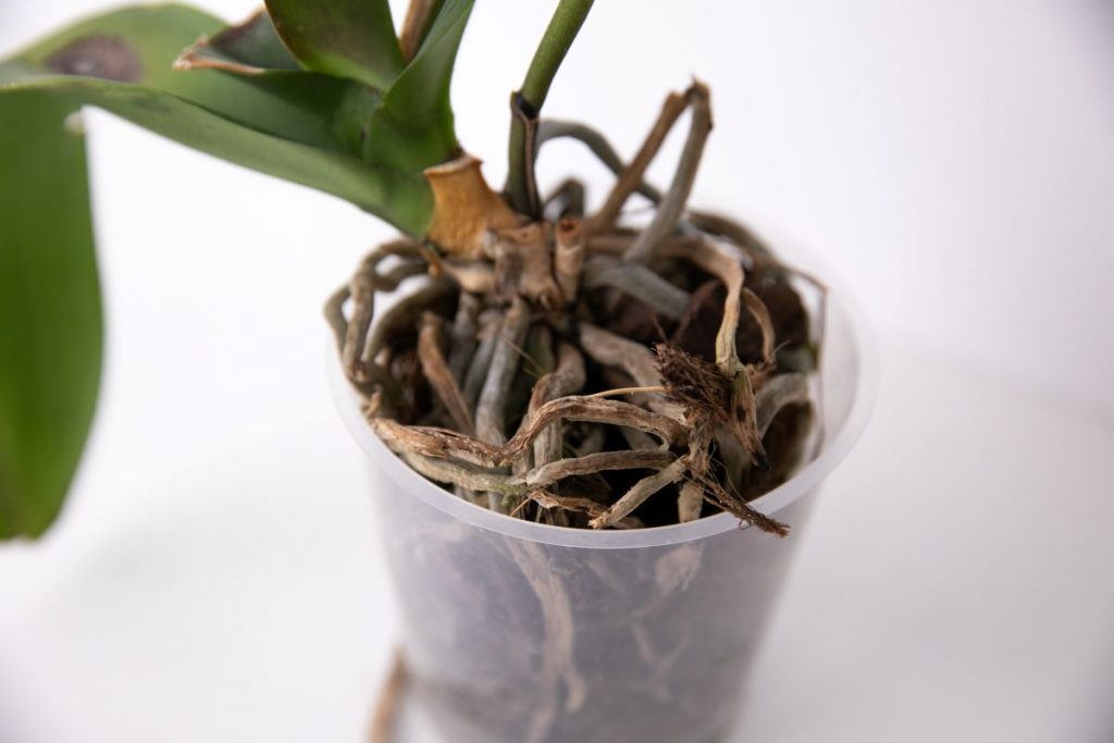 como recuperar orquídeas com folhas murchas e raízes secas