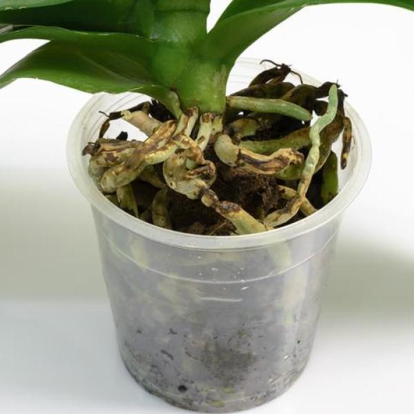 Sinais de desidratação em orquídeas: o que observar