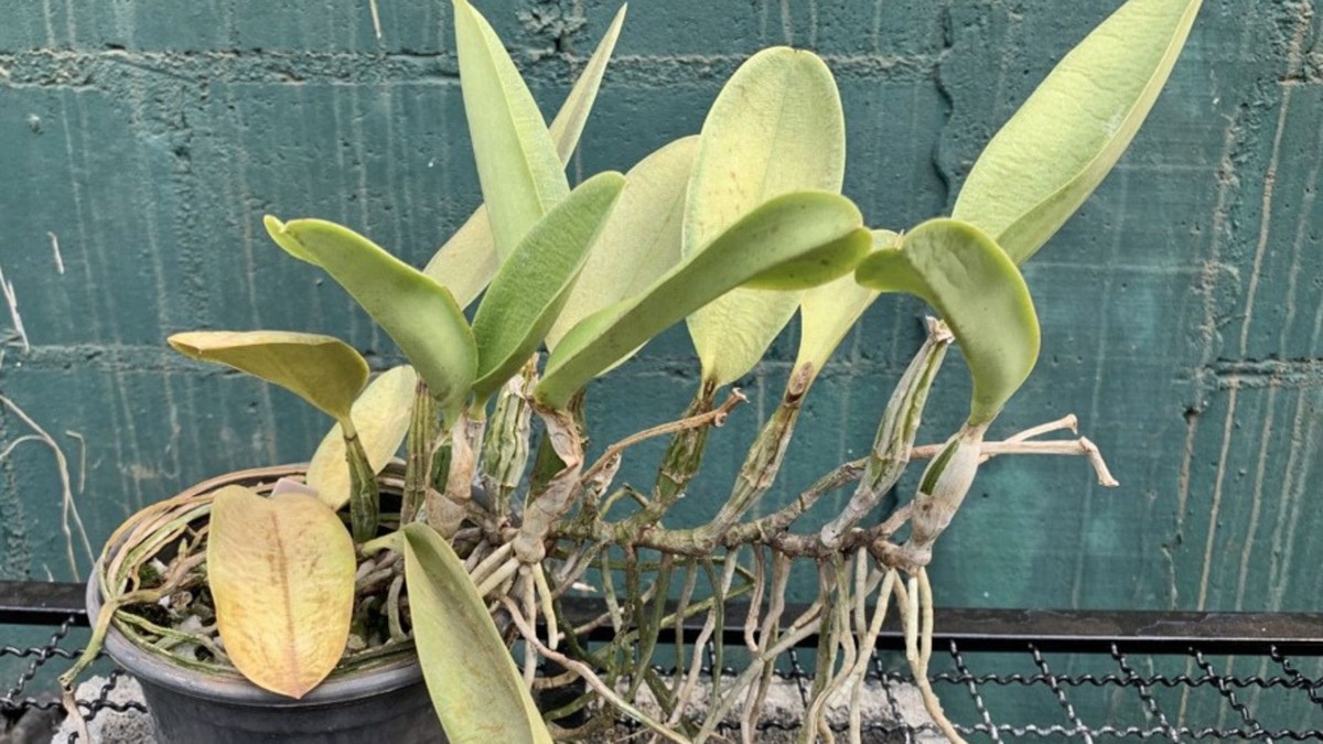 Como montar uma UTI para orquídeas em casa