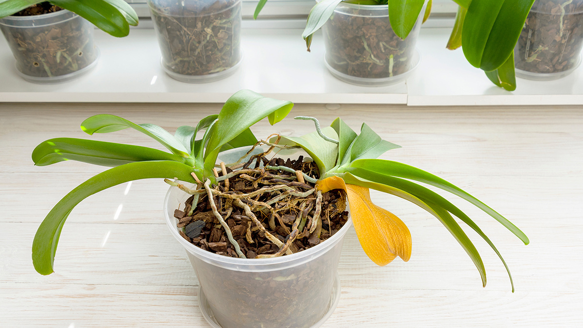 como recuperar orquídeas com folhas murchas e raízes secas