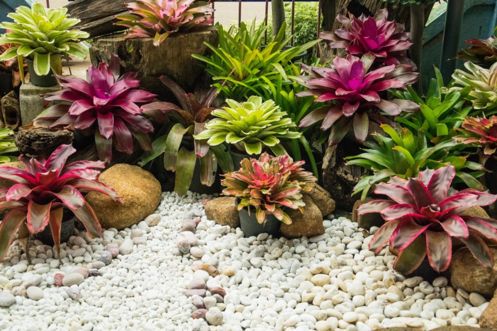 como regar bromelias em jardim de inverno