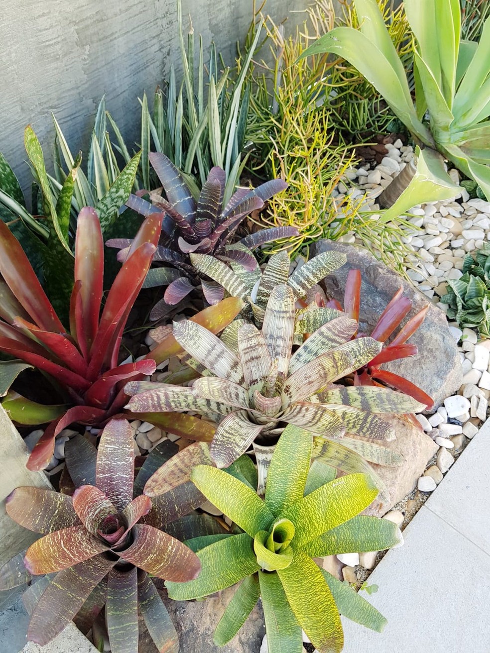 melhores bromelias para jardim de inverno pouca luz