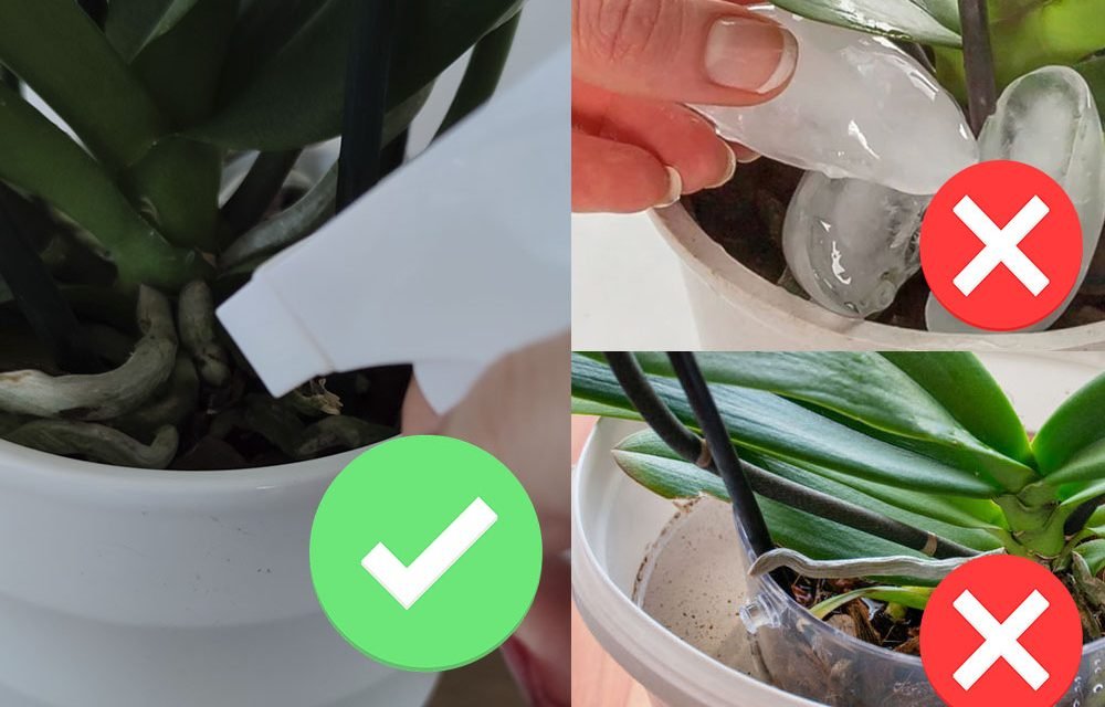 como regar orquídeas