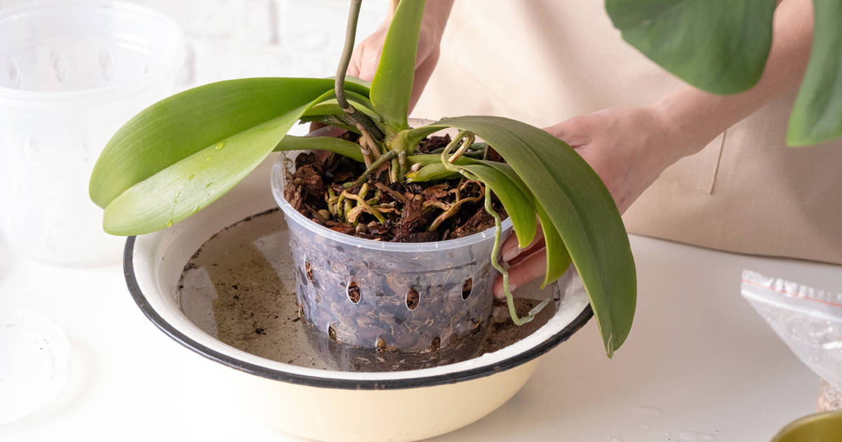 Guia Completo: Como Identificar a Necessidade de Água da Sua Orquídea