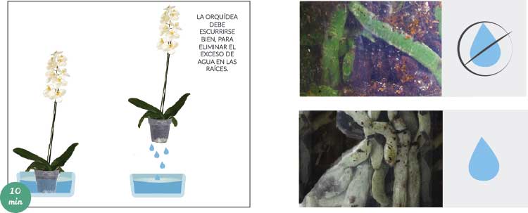 como regar orquídeas