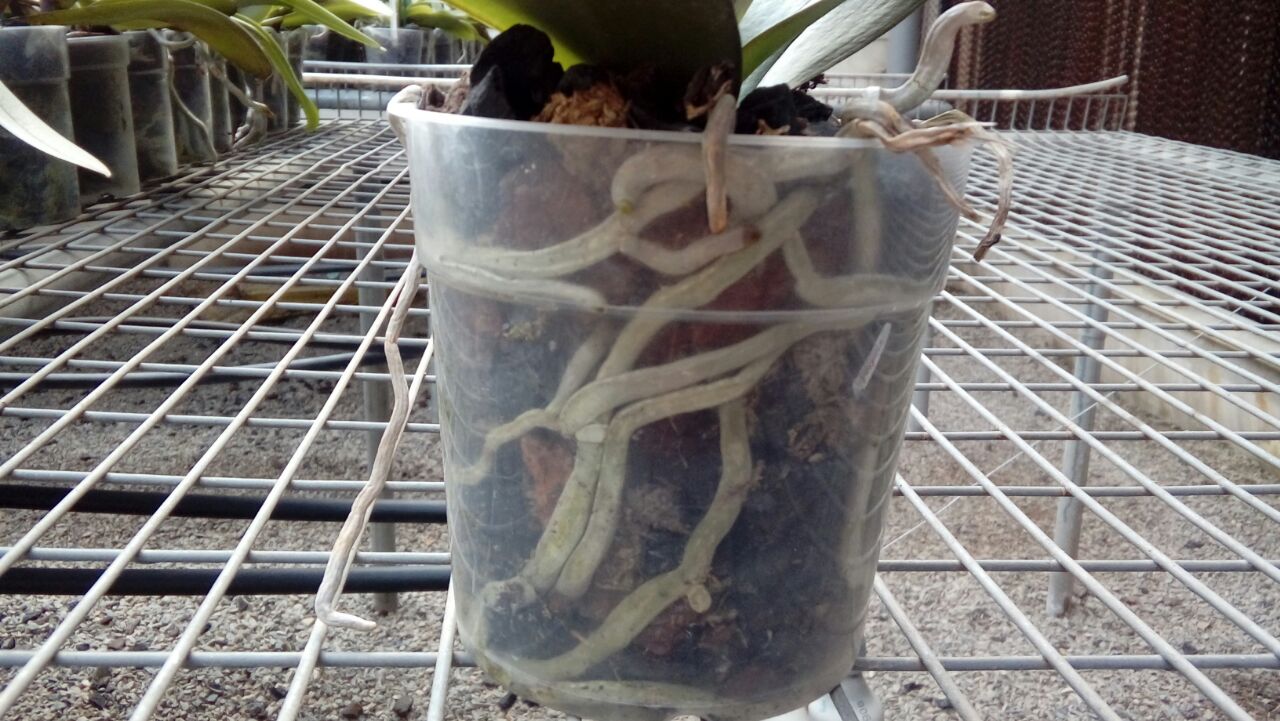 Erros Comuns na Rega de Orquídeas e Como Evitá-los