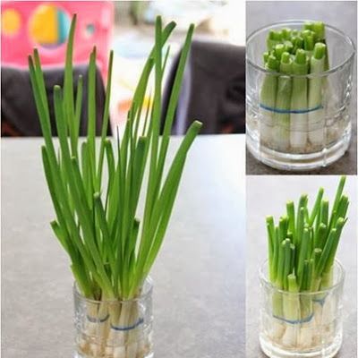 como replantar cebolinha do mercado