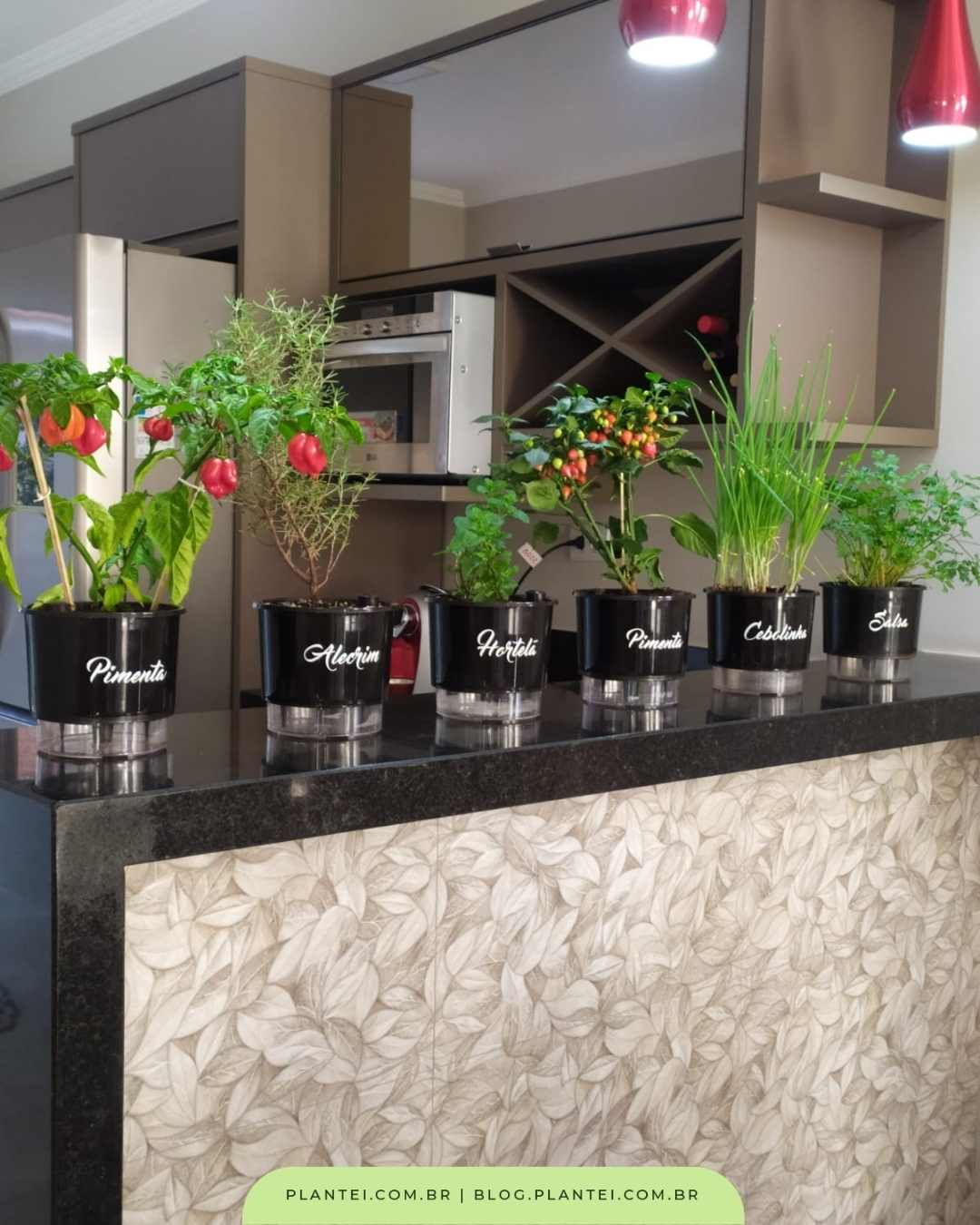 ideias para ter cebolinha fresca sempre