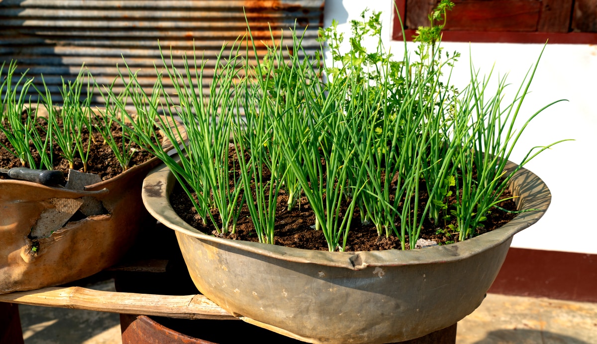 cebolinha não cresce o que fazer