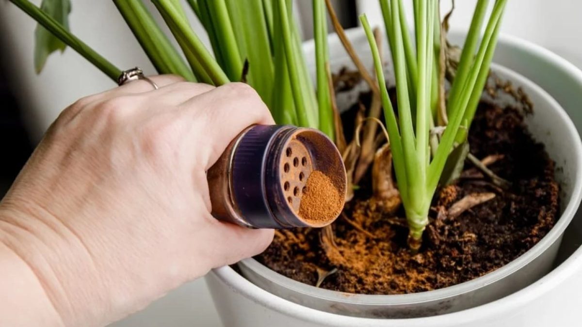 como usar canela nas plantas