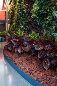 casca de pinus para quais plantas