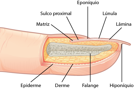 Composição Das Unhas