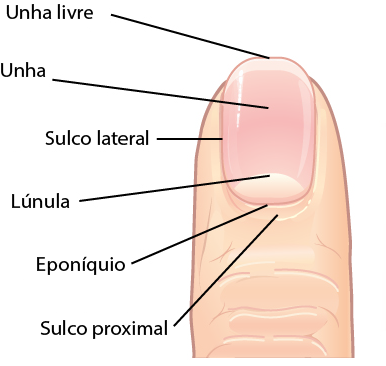 Composição Das Unhas