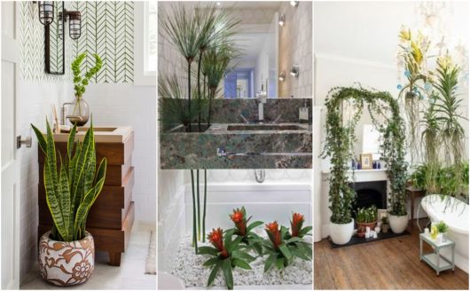 como pendurar jiboia no banheiro