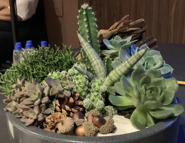 quanto custa decorar escritório com suculentas