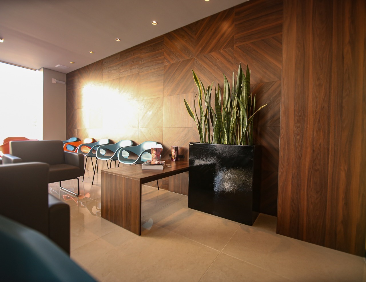 erros comuns ao cuidar de suculentas no escritório