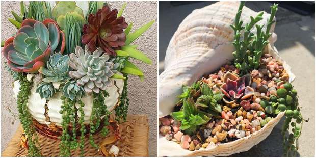 suculentas naturais vs artificiais para escritório qual escolher