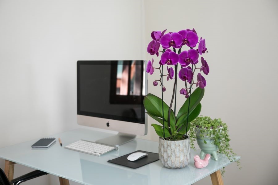 quanto custa decorar escritório com suculentas