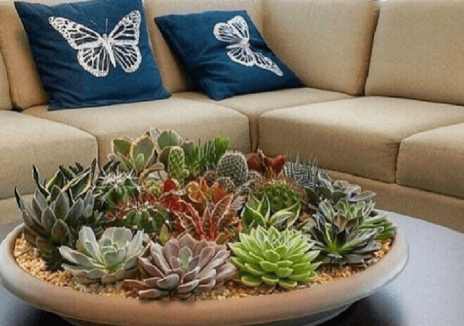 ideias de decoração de escritório com suculentas pequenas