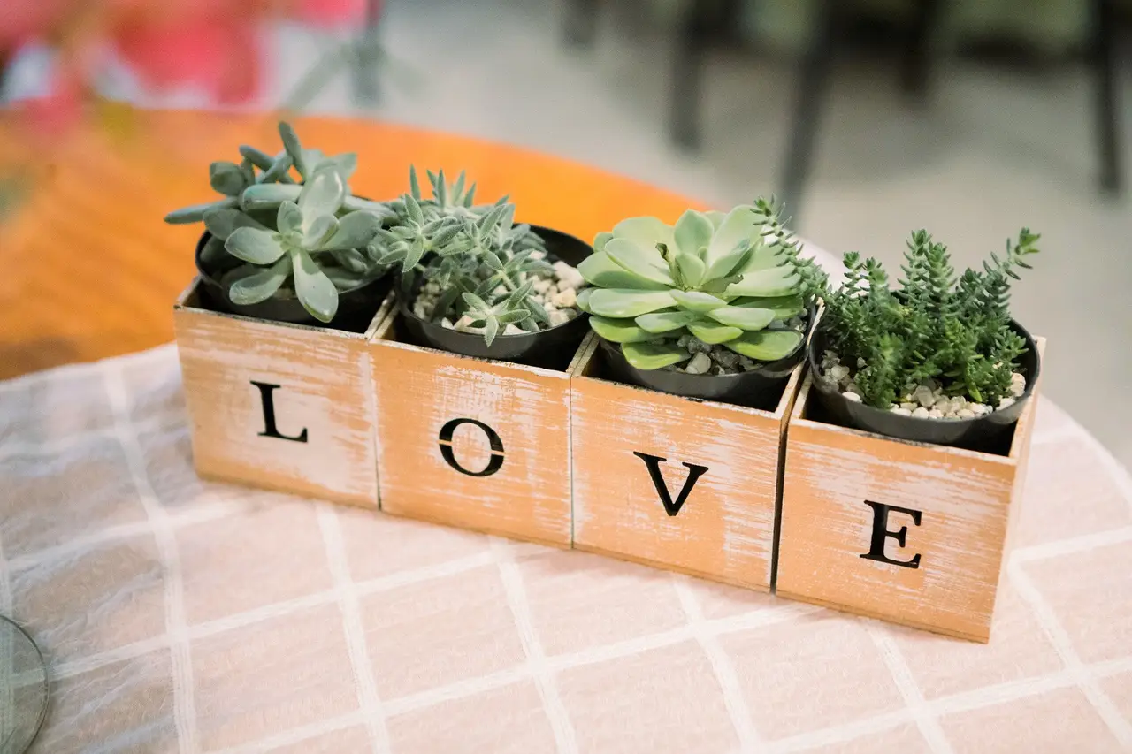 erros comuns ao cuidar de suculentas no escritório