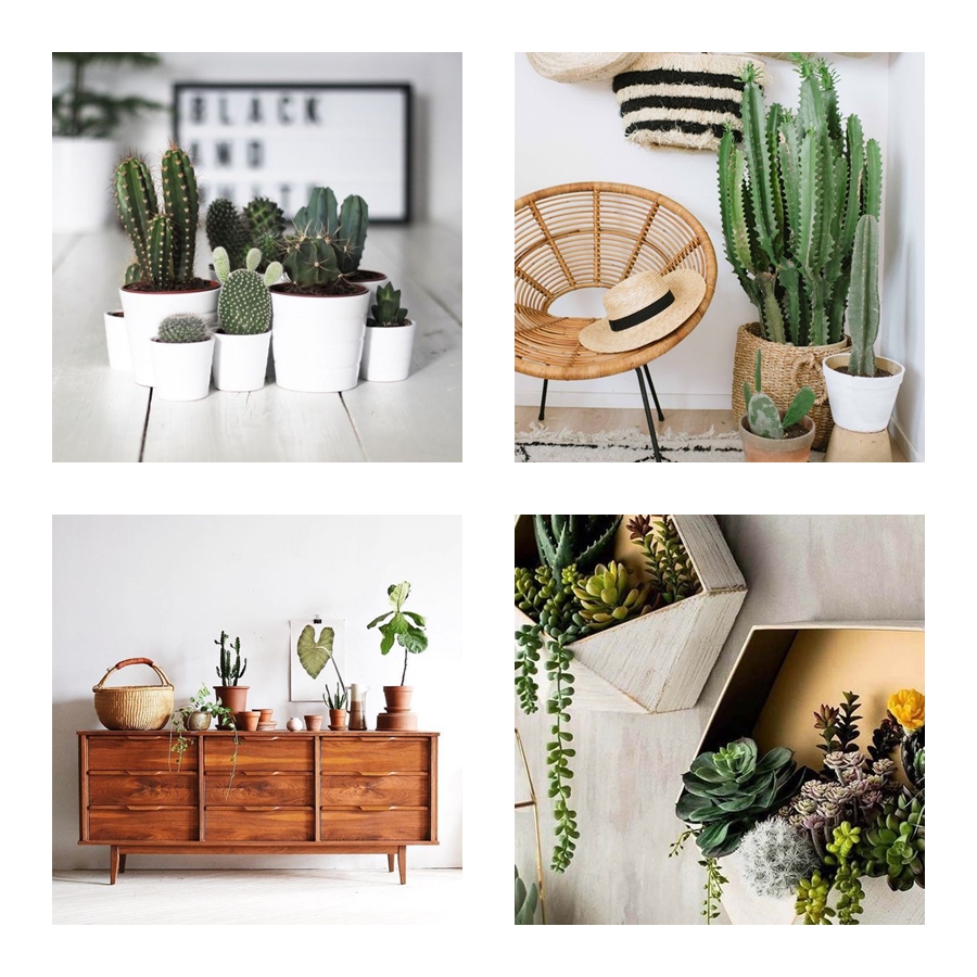 suculentas naturais vs artificiais para escritório qual escolher