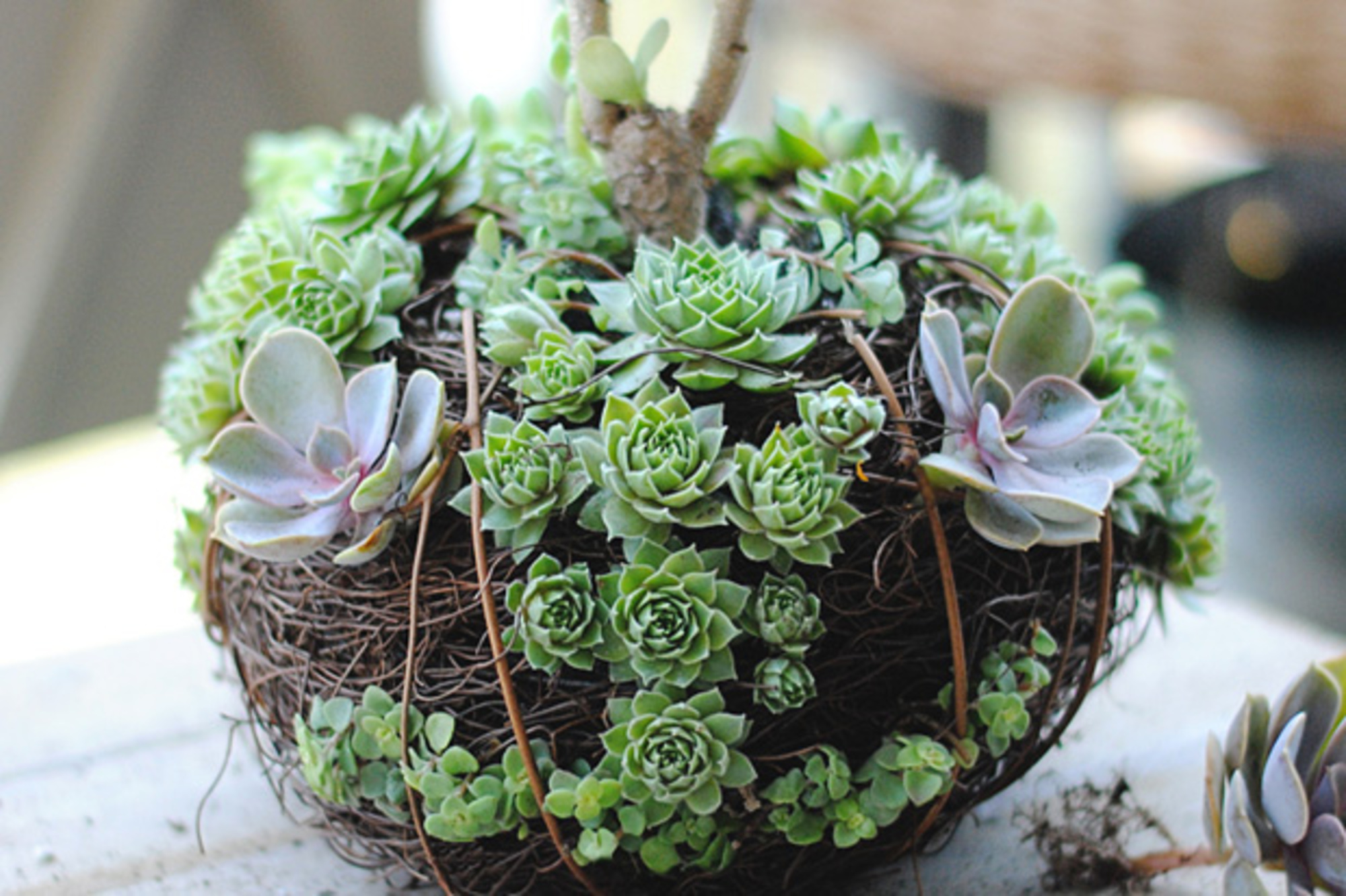 decoracao de escritorio com suculentas