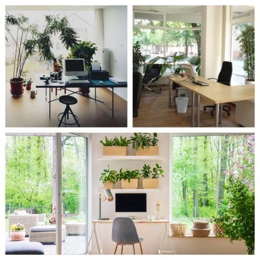 suculentas naturais vs artificiais para escritório qual escolher