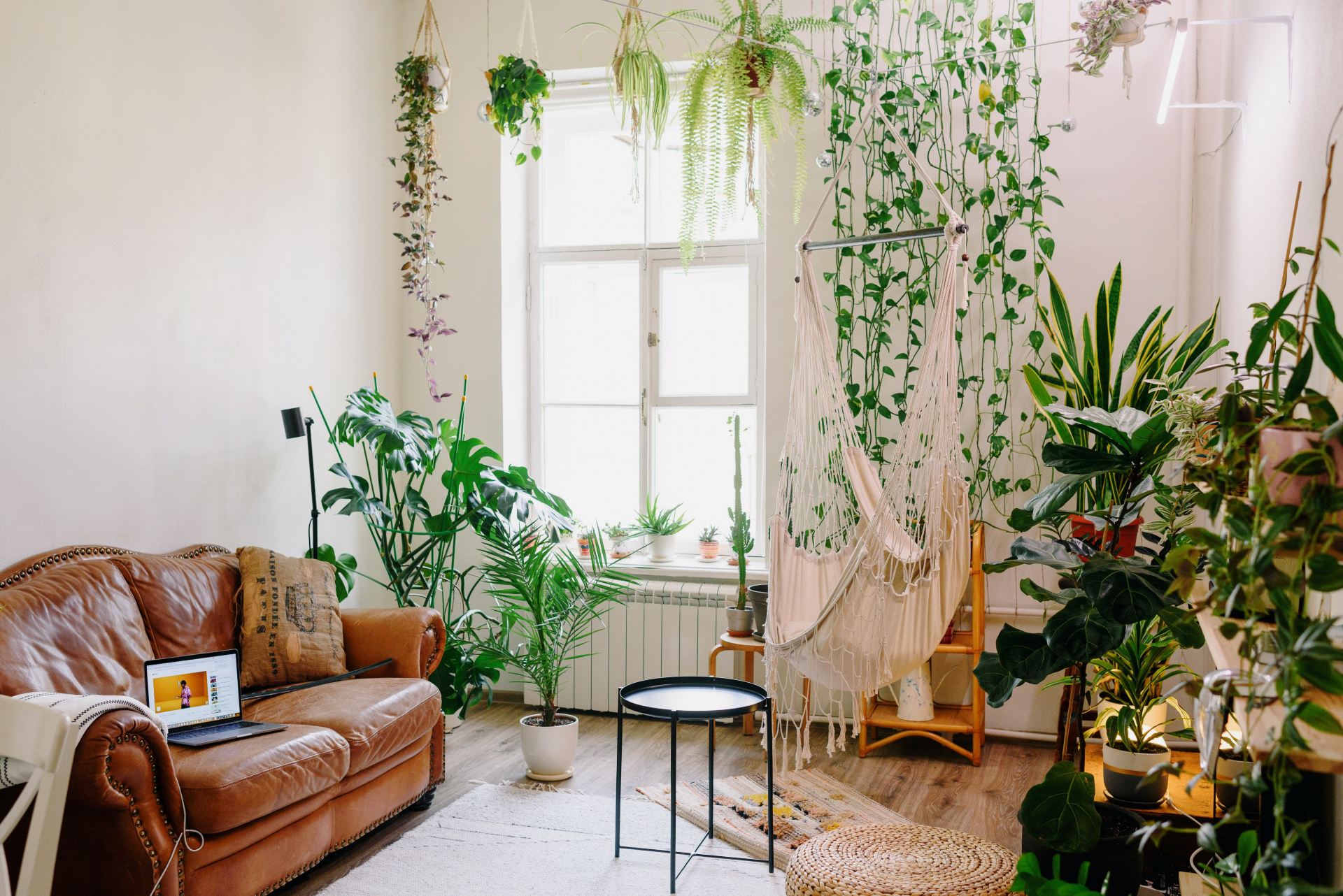decoracao de sala com plantas pendentes