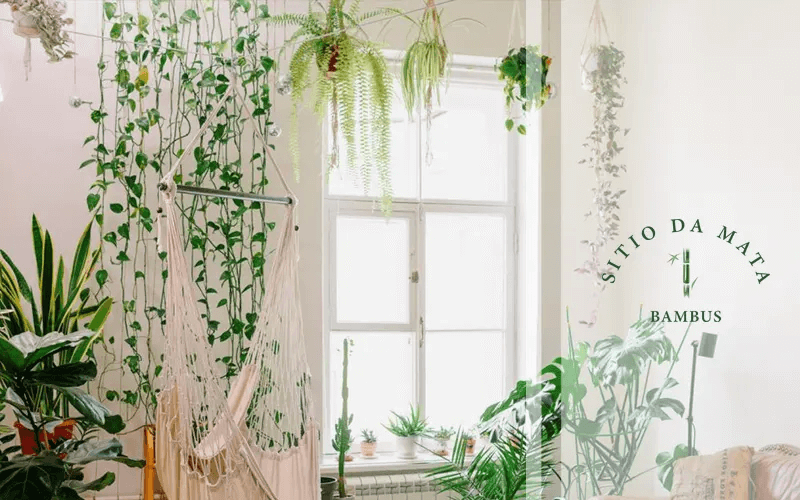 erros comuns ao decorar sala com plantas pendentes