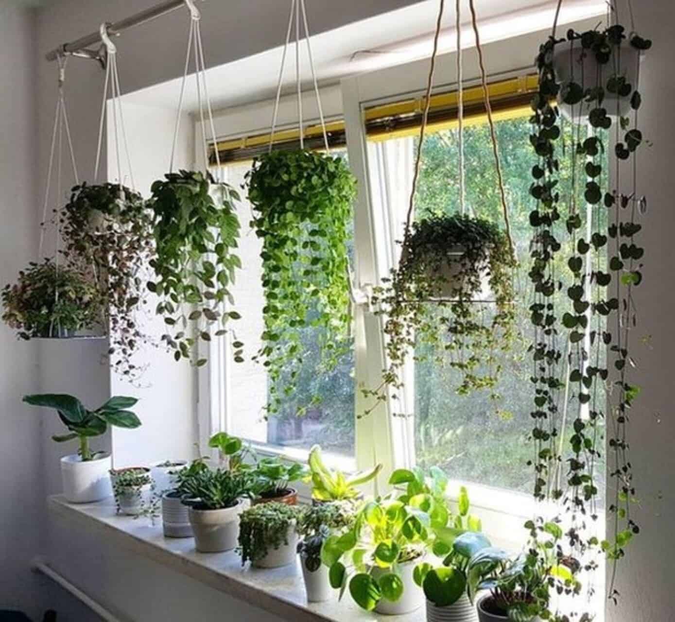 plantas pendentes vs plantas de chão para sala