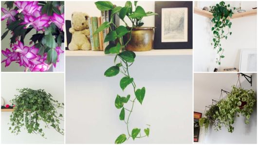 quanto custa decorar sala com plantas pendentes