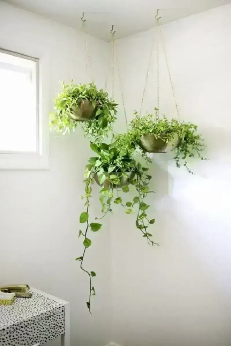 plantas pendentes vs plantas de chão para sala