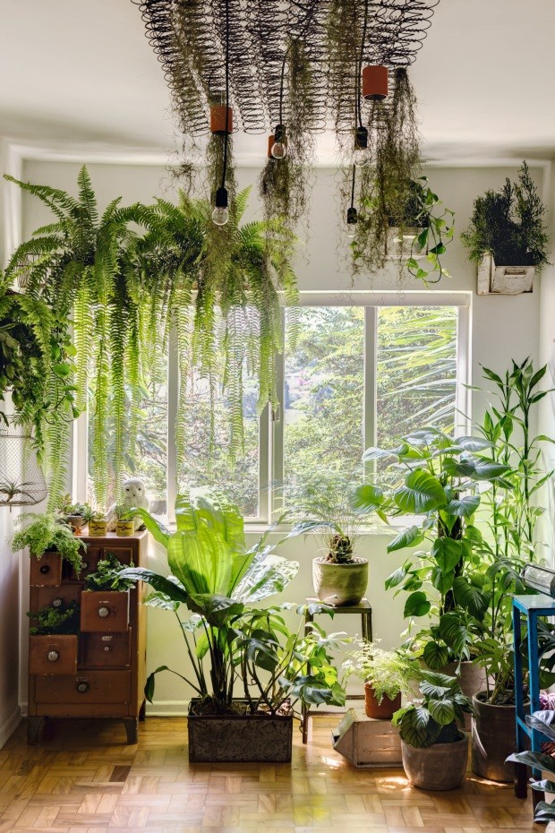 erros comuns ao decorar sala com plantas pendentes