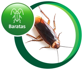 Dedetização 24 horas em Duque de Caxias: quando você precisa?