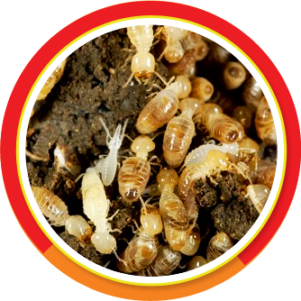 Diferenças entre Barreira Química e Iscas para Cupins