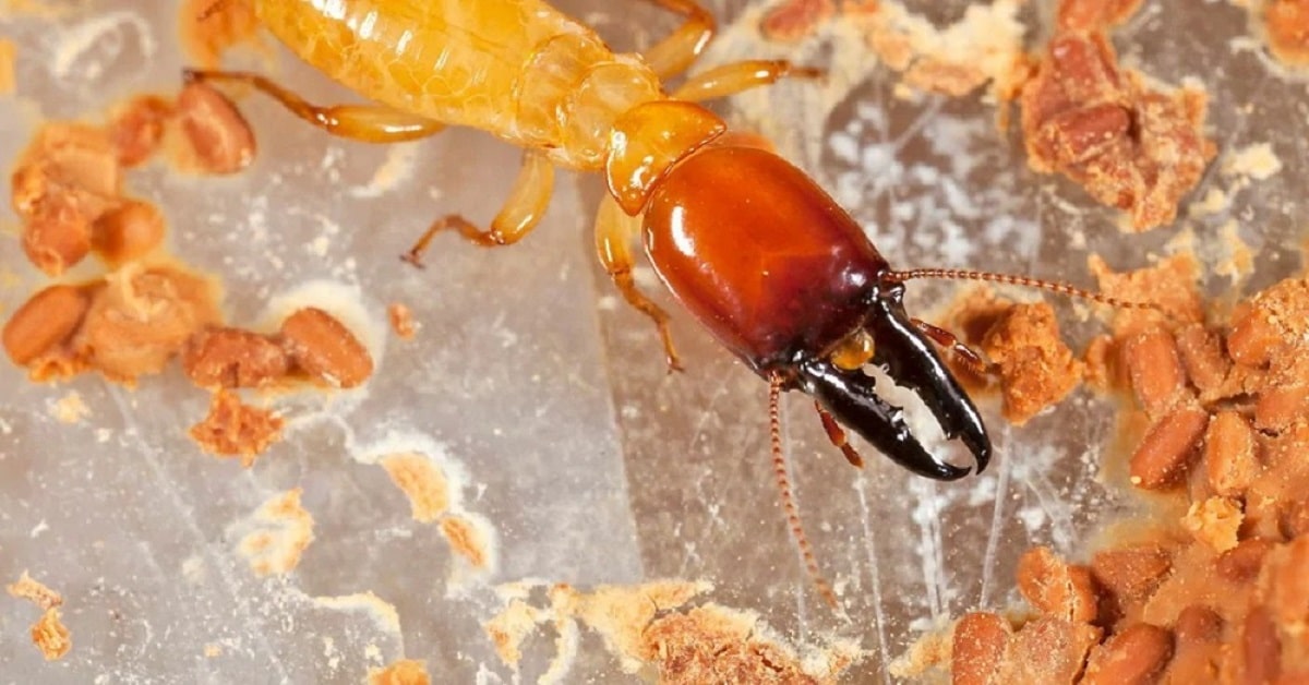 Dedetização 24 Horas em Ribeirão Preto: Empresas e Serviços de Emergência