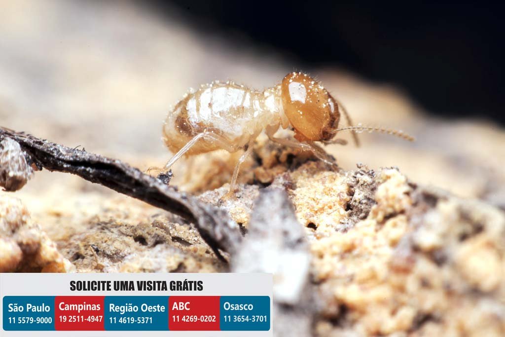 Dedetizadora de cupim e baratas Ribeirão Preto