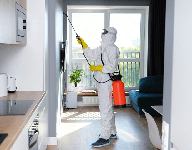 A importância de um orçamento detalhado em serviços de dedetização