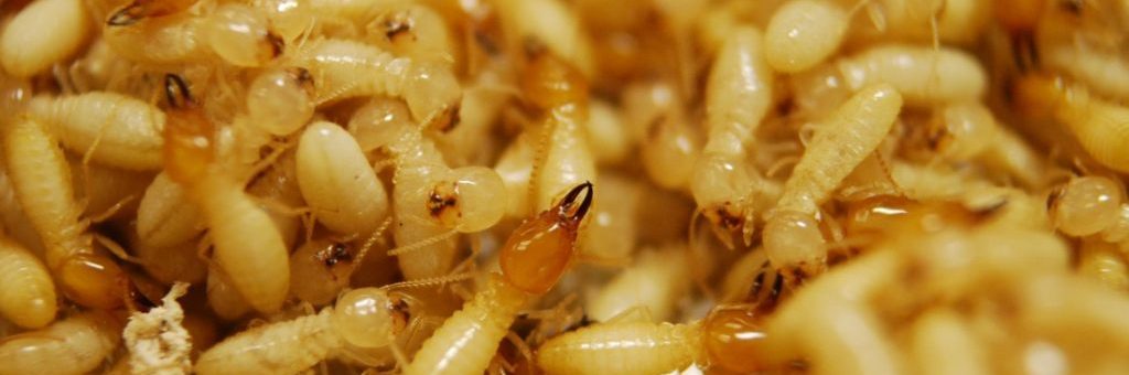 Guia completo sobre controle de cupins: tipos, prevenção e tratamento