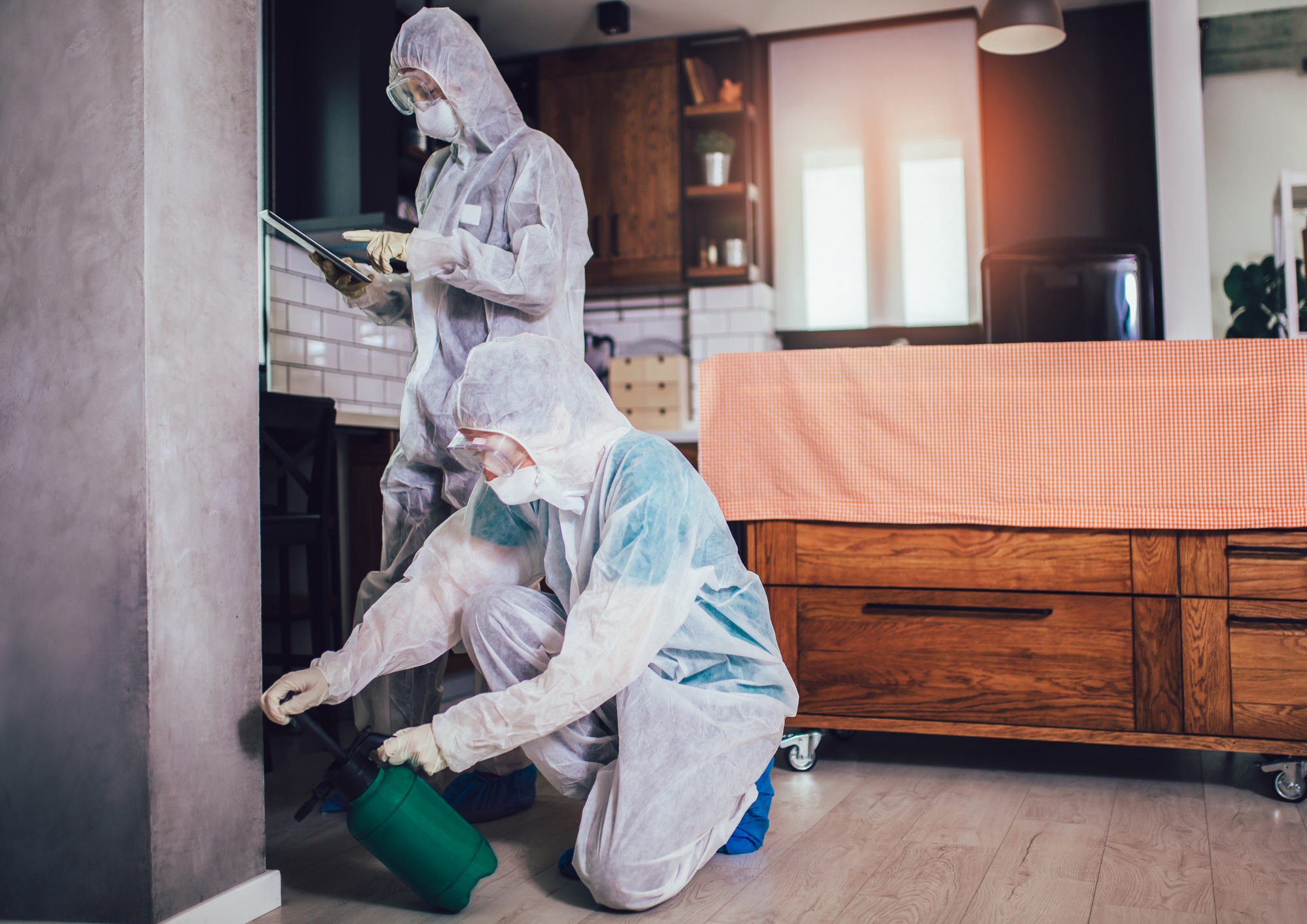 Baratas francesinhas: como identificar e eliminar de vez