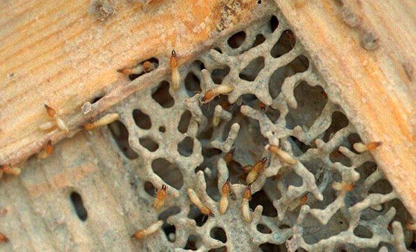 A importância de um orçamento detalhado em serviços de dedetização