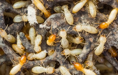 Como escolher a melhor dedetizadora em São Bernardo?