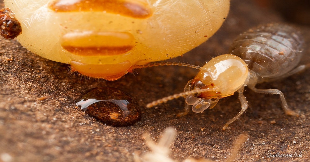 Prevenção de pragas urbanas em condomínios e residências em SBC