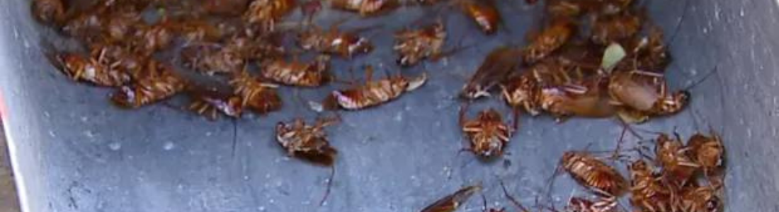 O que perguntar antes de contratar uma dedetizadora profissional?