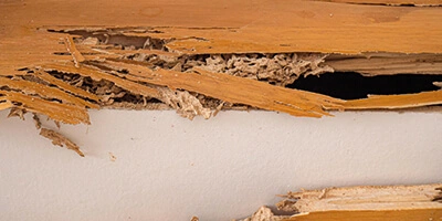 Sinais de infestação de cupins e baratas: o que observar?