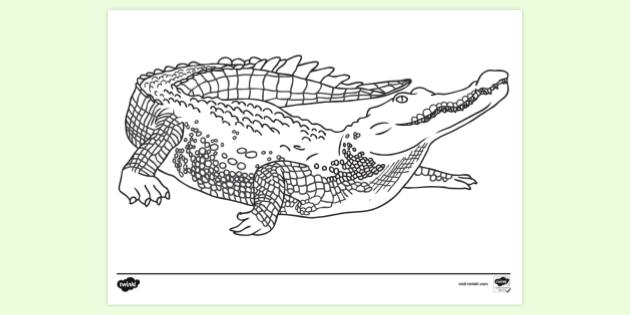 Dicas de Cores e Texturas para Pintar Jacarés Realistas