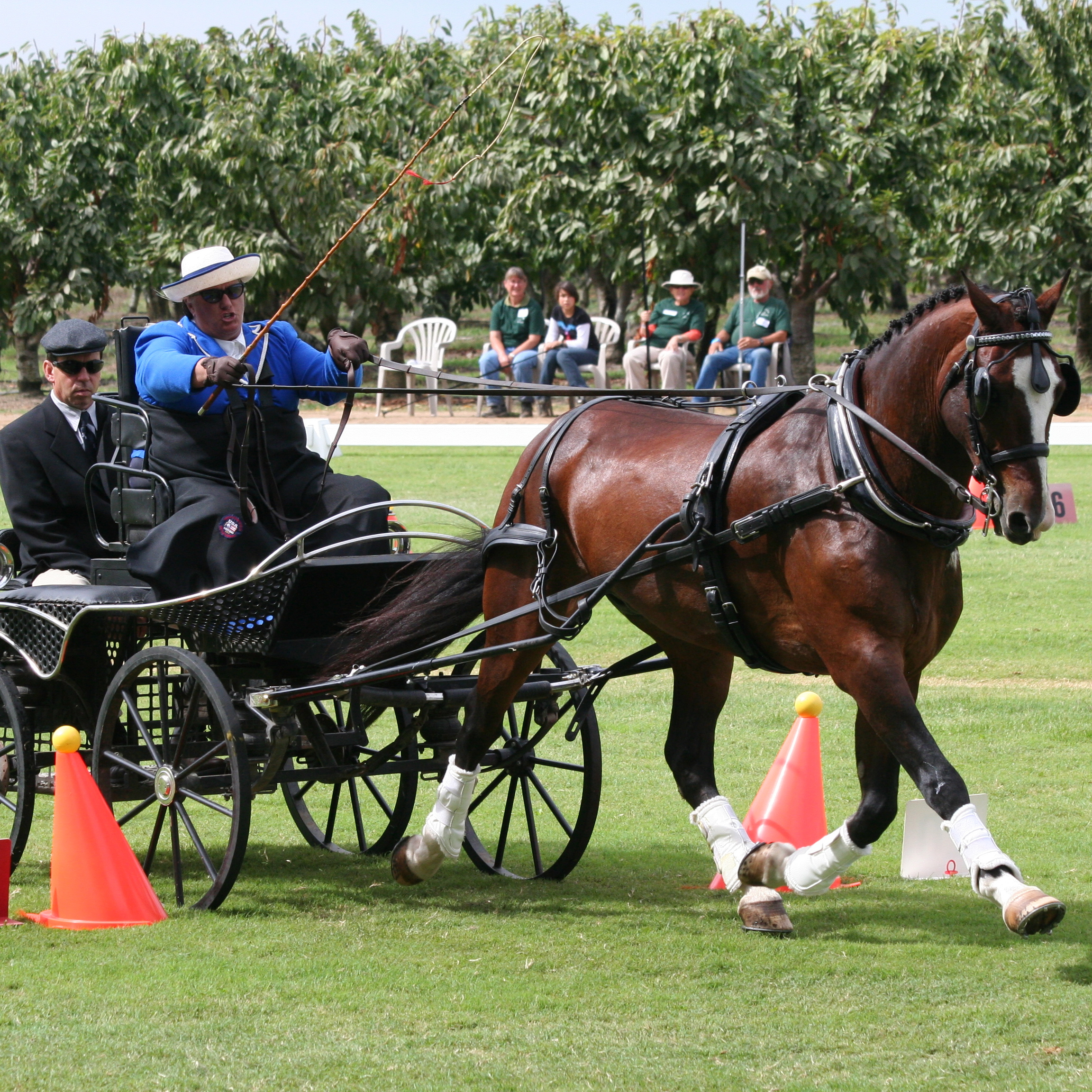 Efeitos Colaterais e Recomendações da Anvisa
