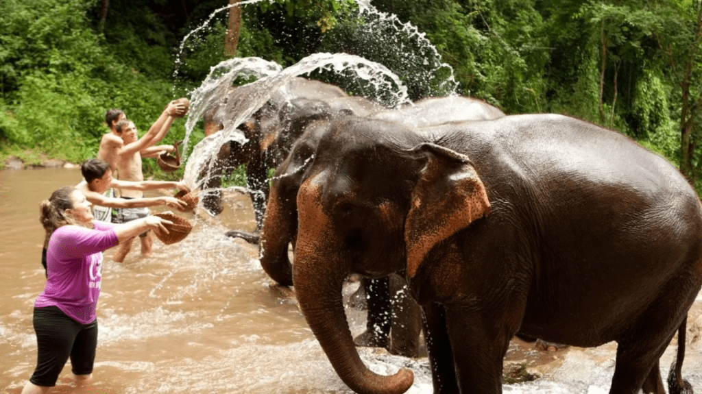 Preços e dicas para planejar sua visita a santuários de elefantes