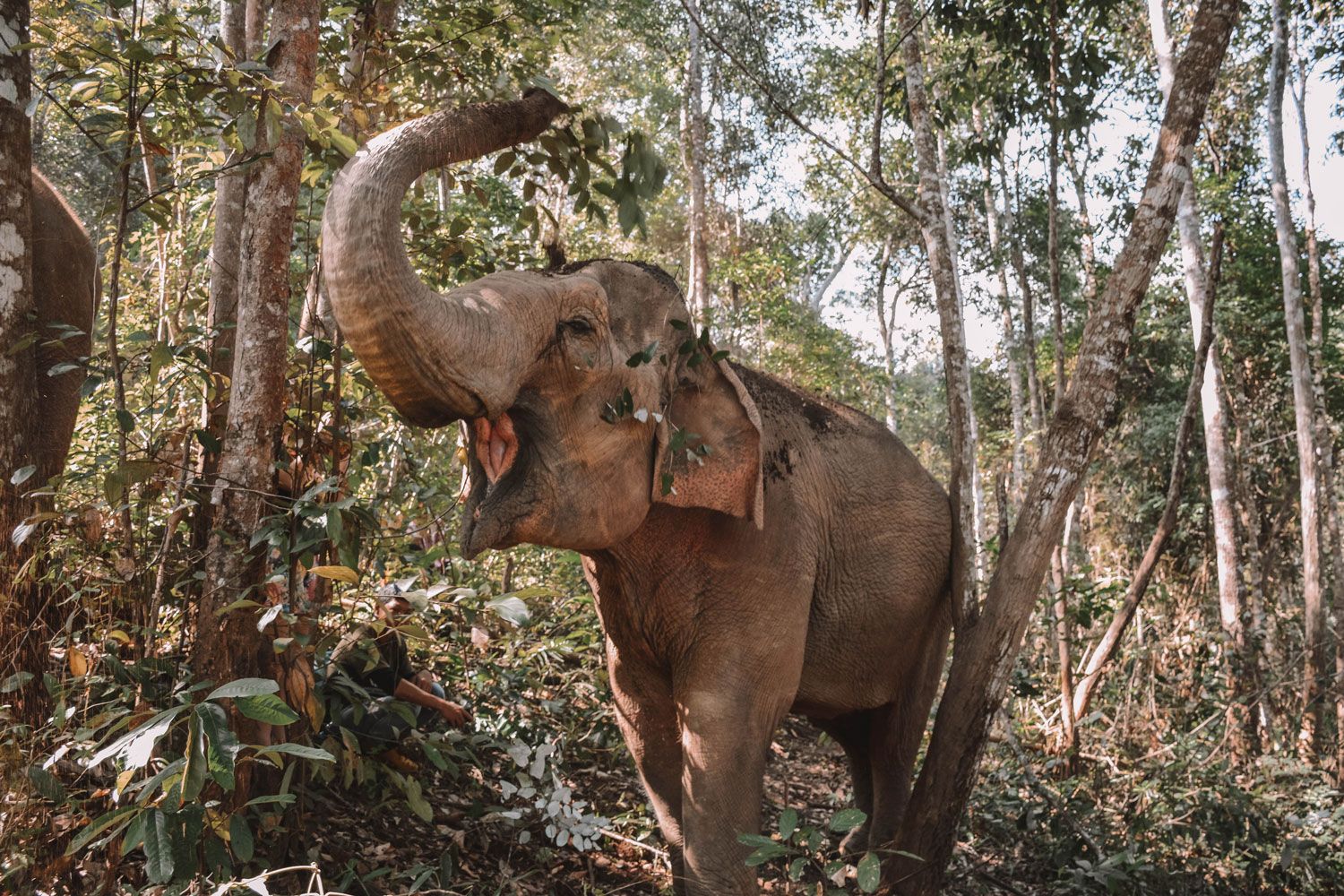 A importância do turismo ético com animais na Tailândia